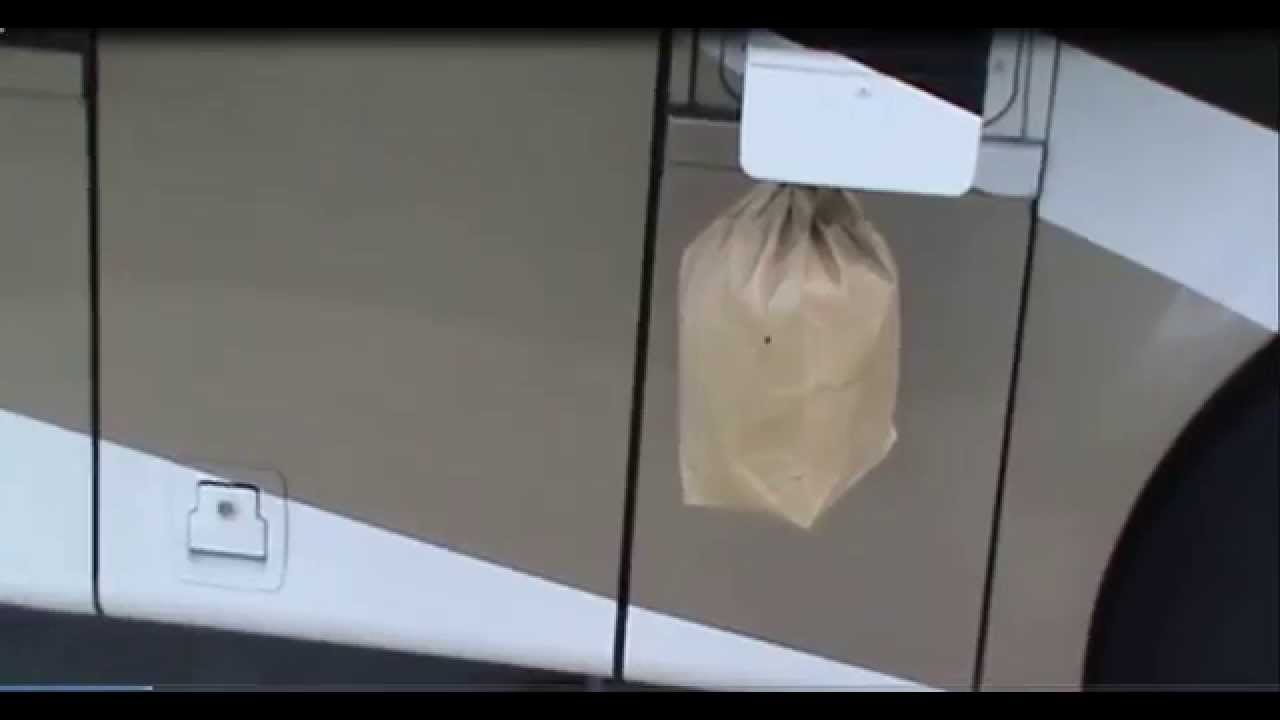 Wasps vs Paper Bag