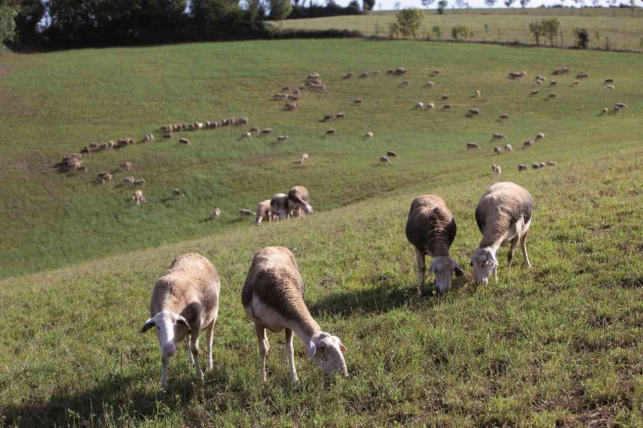 7 razones para consumir productos ecológicos 3