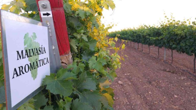 Verum Malvasía en la cata Spanish White Revolution de Pedro Ballesteros