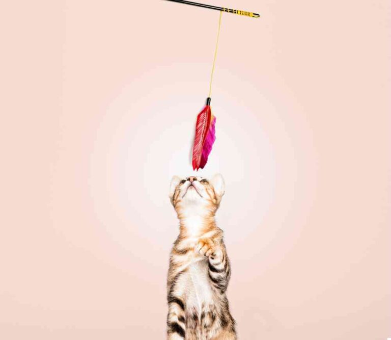 ¿Preparado para cuidar a tu gato en verano?