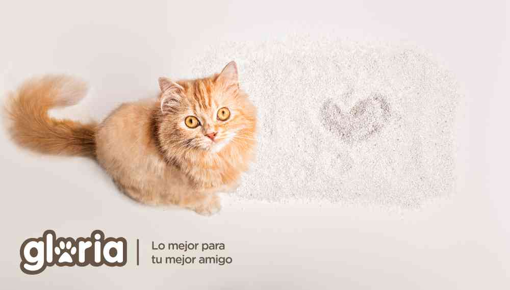 ¿Preparado para cuidar a tu gato en verano? 7
