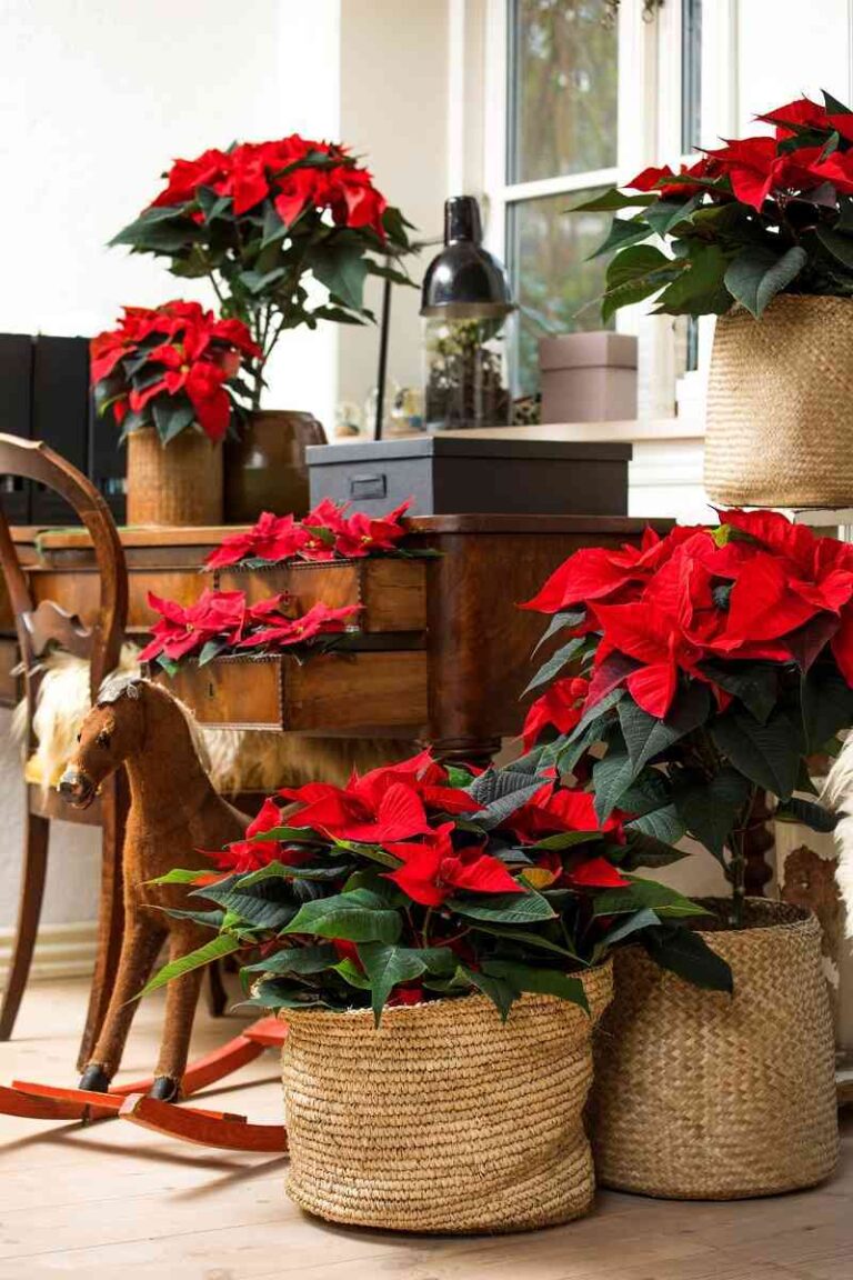 Descubre si tu poinsettia está enferma según el color que tenga sus hojas Descubre si tu poinsettia está enferma según el color que tenga sus hojas