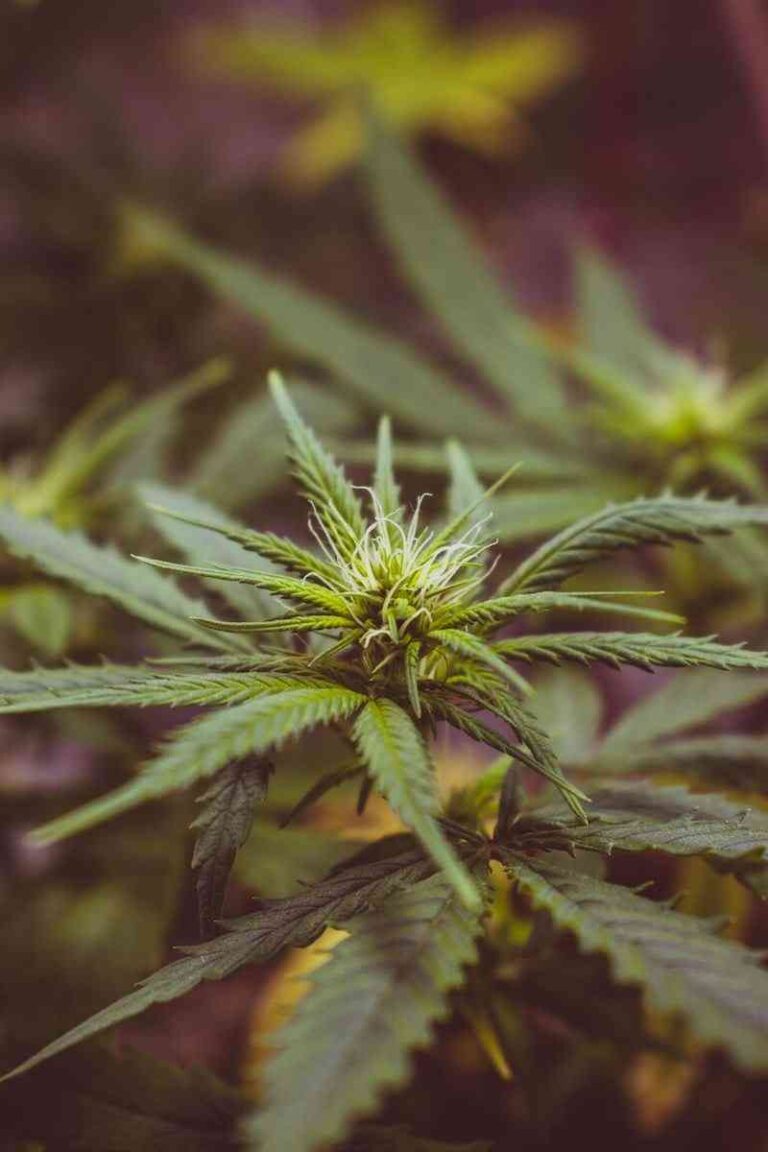 Que es el aceite CBD Que es el aceite CBD