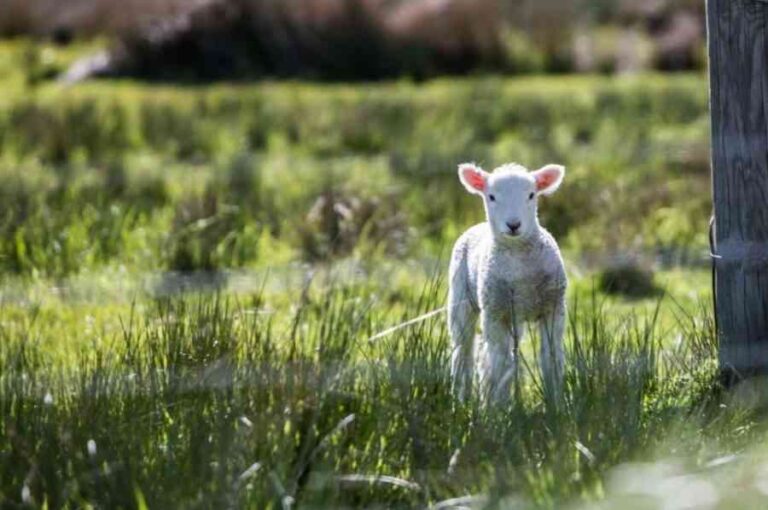 Los registros recientes muestran que la ganadería no es la responsable principal del cambio climático