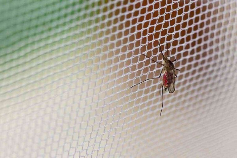 Qué tipo de mosquiteras necesito instalarme en casa Qué tipo de mosquiteras necesito instalarme en casa