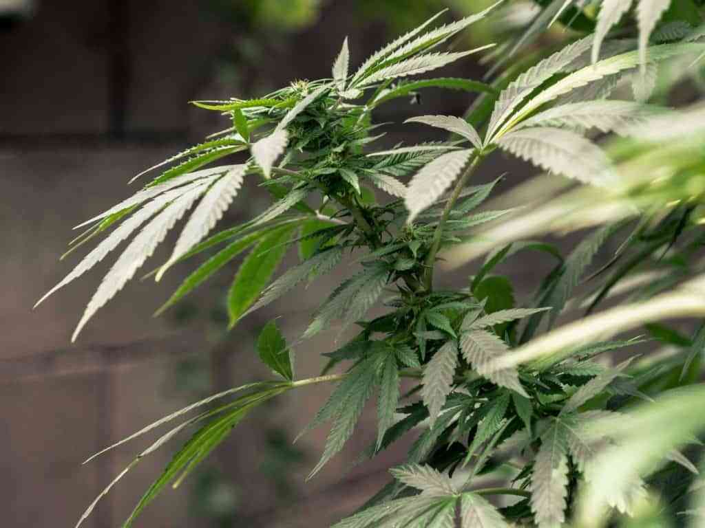 ¿Cuántas variedades de cannabis existen? 4