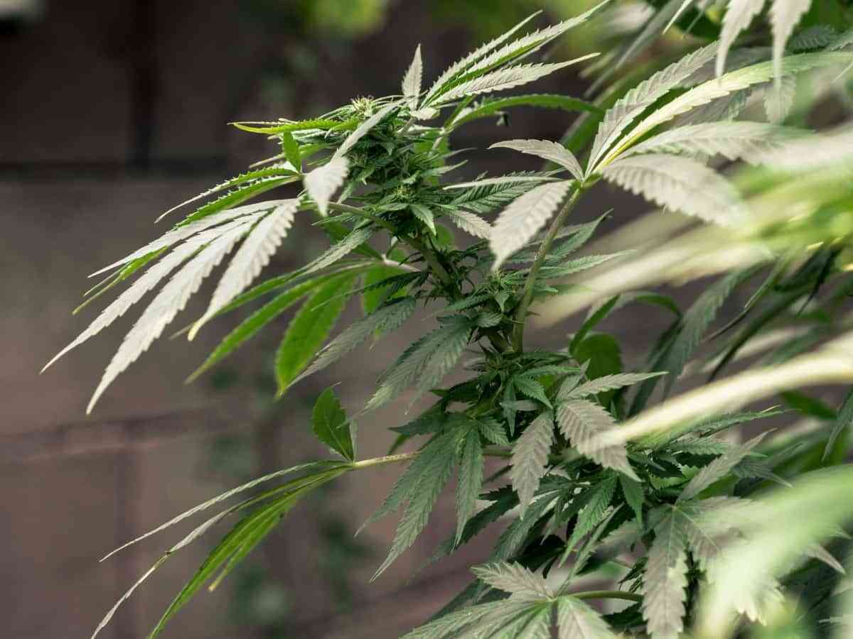 ¿Cuántas variedades de cannabis existen? 5