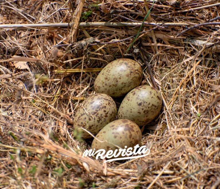 La tortilla más cara del mundo es de huevos de gaviota