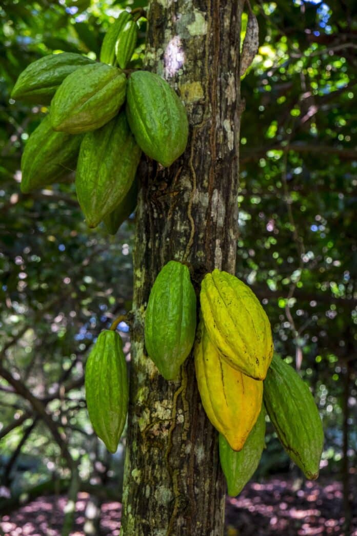 Paccari explica cuál es el proceso para conseguir el chocolate