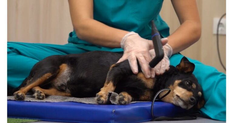 Interesantes resultados sobre el manejo del dolor en mascotas: nuevas estrategias para mejorar la calidad de vida