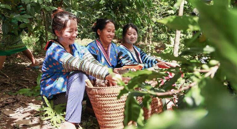 Los agricultores cultivan un futuro sin opio para Laos