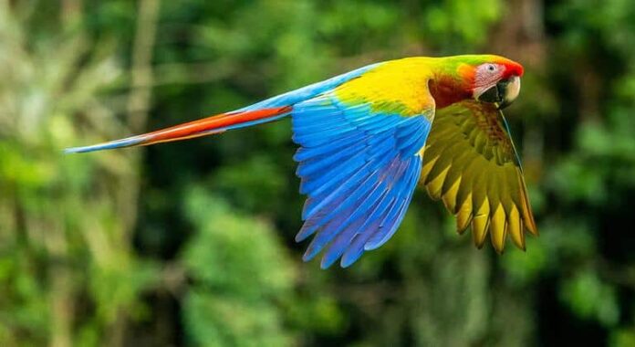 COP16: Guterres pide movilizar financiación pública y privada para proteger la biodiversidad