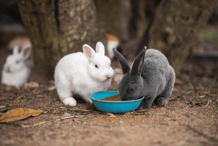 Bifeedoo ofrece estrategias de alimentación ecológica para conejos de granja y mascotas