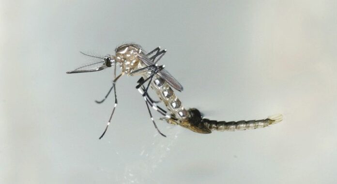 América Latina enfrenta la mayor epidemia de dengue desde 1980