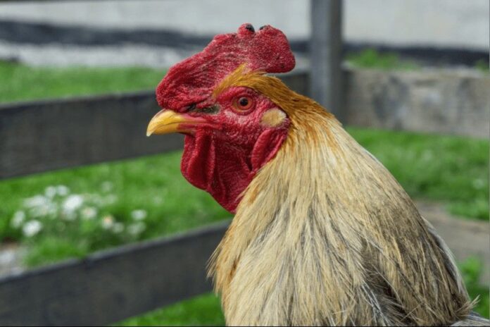 Bifeedoo destaca la calidad superior de la carne de pollo gracias al pienso ecológico