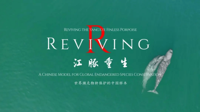 La Radio y Televisión de Hubei lanza un documental sobre el Delfín sin aleta del Yangtsé