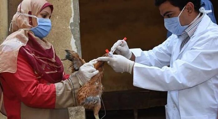 La gripe aviar se extiende por 108 países de los cinco continentes