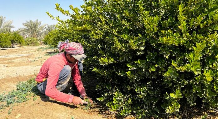 Recuerdos con sabor a lima impulsan la innovación en una granja saudí
