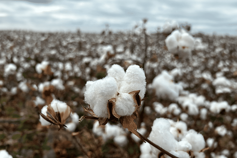 Tres años y 200 millones de personas impactadas: EUCOTTON da el protagonismo al sector algodonero europeo