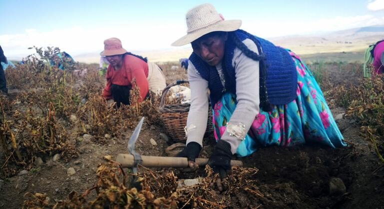 América Latina: el clima no perdona, reduciendo la productividad agrícola y aumentando el precio de la comida