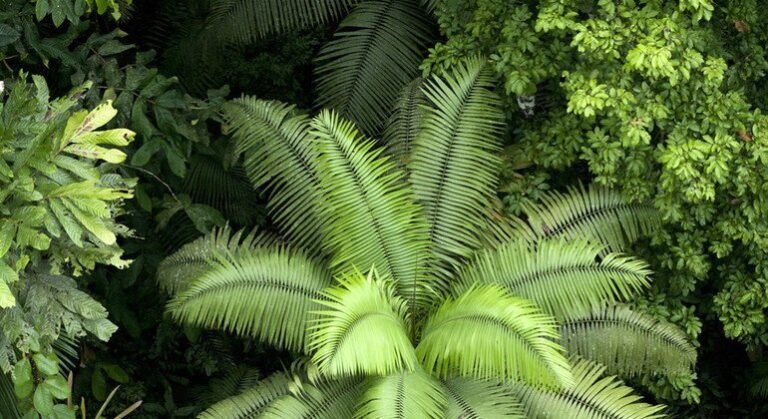 Ecuador: El incumplimiento de la voluntad popular hace peligrar uno de los ecosistemas más diversos del mundo, dice experto