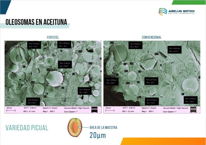 Fertizel "biohackea" la aceituna dando un 15% más de oleosomas, 25% más de cosecha y reduce la vecería