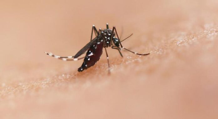 La OPS emite una alerta por la aparición de un tipo de dengue menos común y asociado a casos graves