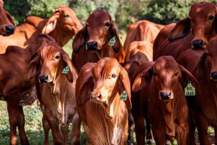Bifeedoo refuerza la inmunidad del ganado con piensos ecológicos durante el invierno