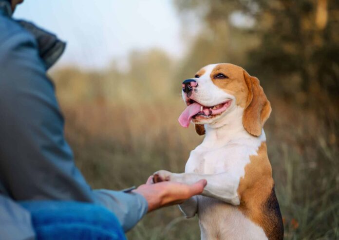 Leyendo Perros apuesta por una educación canina respetuosa y profesional y utiliza técnicas innovadoras como el mantrailing profesional