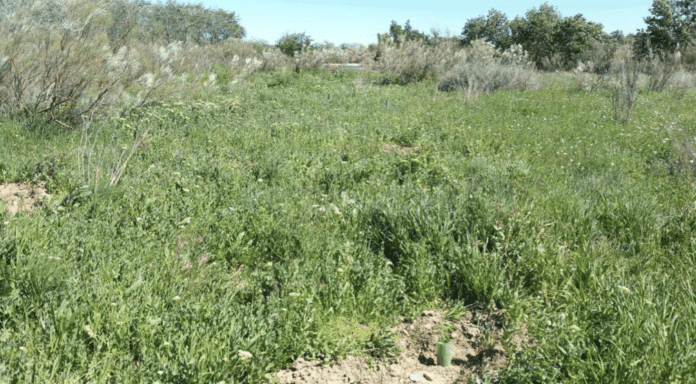 Tot-Net contribuye a la reforestación con la plantación de 60 árboles en la Reserva Natural de los Galachos
