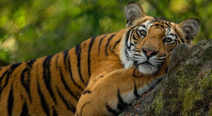 El acuerdo mundial sobre biodiversidad moviliza 200.000 millones de dólares para la naturaleza