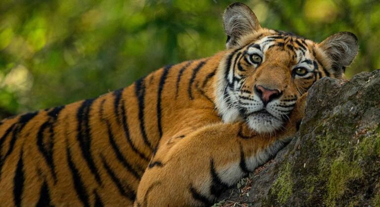 El acuerdo mundial sobre biodiversidad moviliza 200.000 millones de dólares para la naturaleza