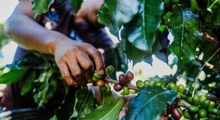 El cambio climático dispara el precio del café un 40%