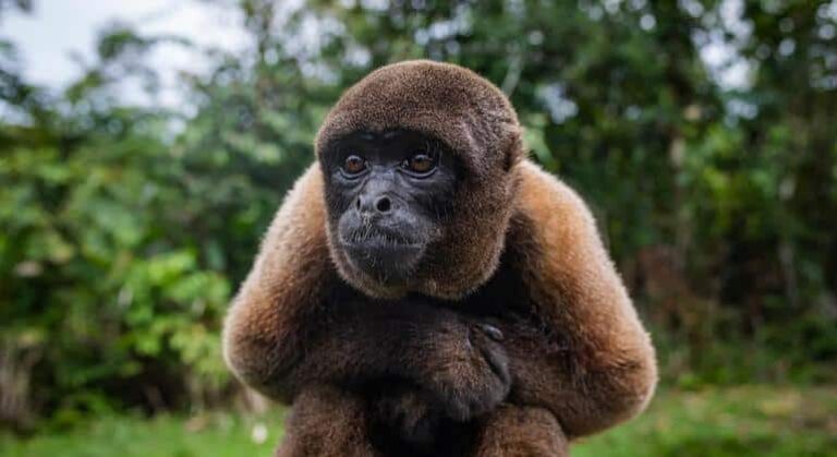 La biodiversidad del planeta no tiene precio, pero conservarla tiene un costo