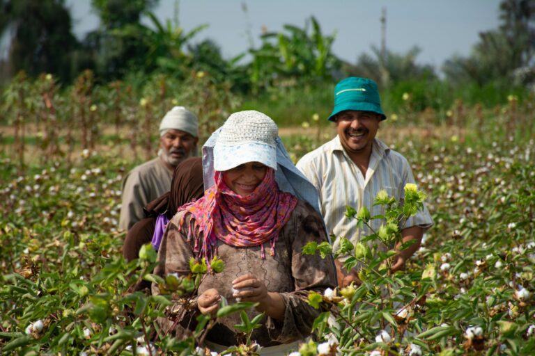 Oikocredit convierte el desierto egipcio en tierra fértil con proyectos de agua y agricultura sostenible