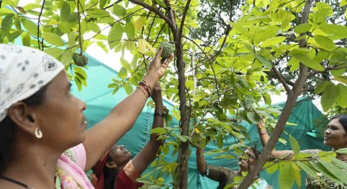 Sin bosques no comemos | Noticias ONU