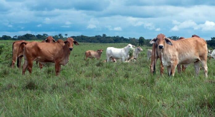 El uso mundial de antibióticos en el ganado podría aumentar casi un 30% para 2040