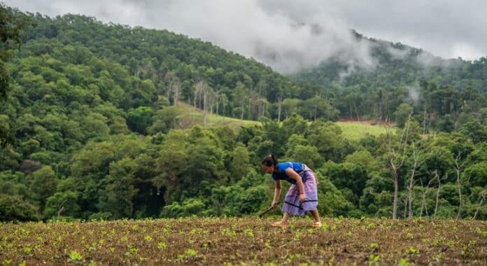Las comunidades del norte de Tailandia anteponen la naturaleza a las ganancias