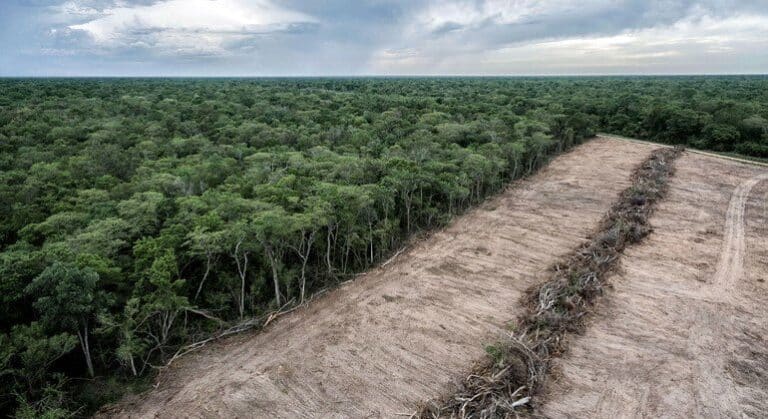 Los bosques, víctimas de la tala ilegal, el narcotráfico, la minería y el tráfico de especies