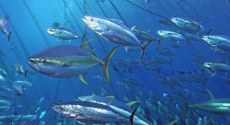 La ONU celebra el Día Mundial del Atún defendiendo su pesca sostenible