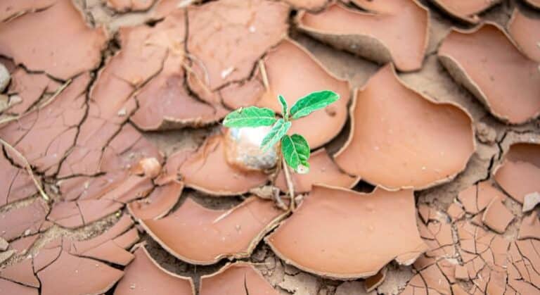 África: invertir en la transformación digital es necesario para hacer frente al cambio climático