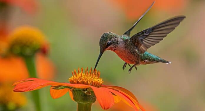 La pérdida de biodiversidad exige medidas urgentes a escala mundial