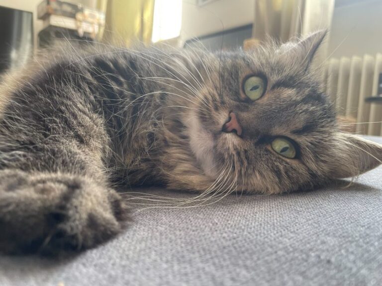 Deploy Qwen models with Amazon Bedrock Custom Model Import