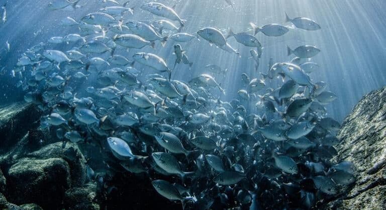 El océano tiene un gran enemigo: la avaricia