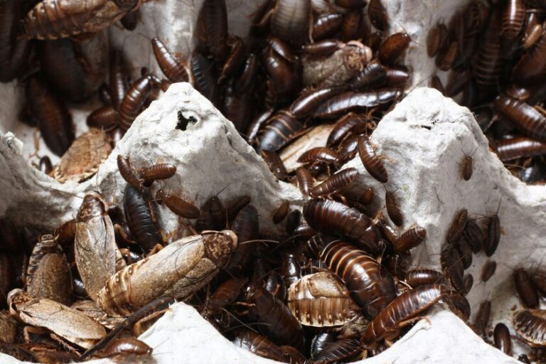 friega el suelo con estos repelentes naturales y nunca más las verás corriendo por el suelo de tu cocina