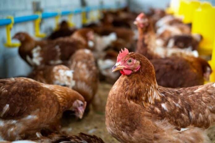 Bifeedoo introduce el pienso ecológico para gallinas para impulsar la producción de huevos durante el verano
