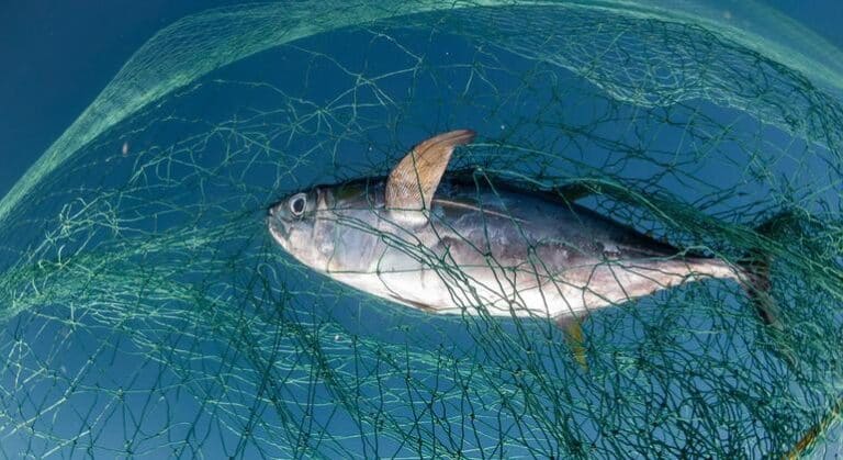 La buena o la mala gestión pesquera marca la diferencia entre la sostenibilidad y la sobre explotación