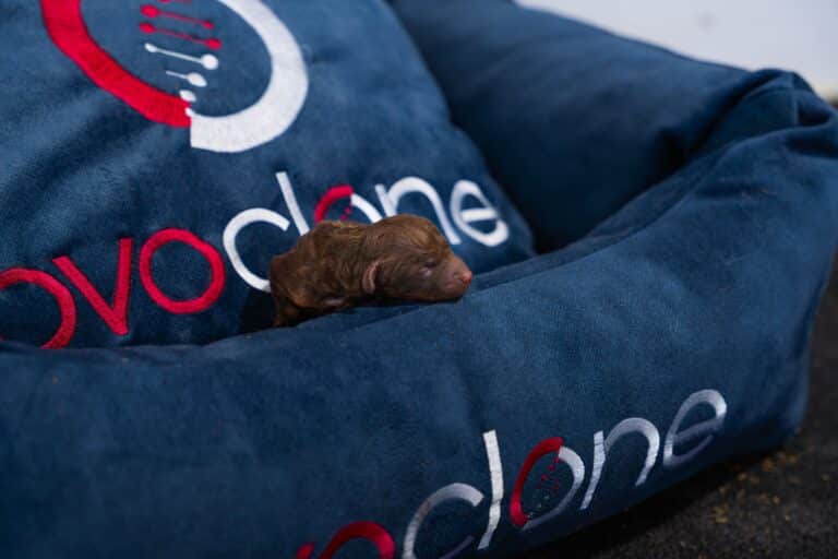 Nace el primer clon de 2025: un año prometedor para la clonación animal