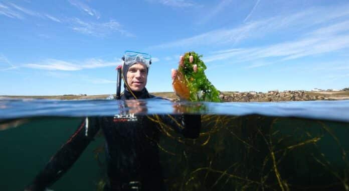 Oro verde bajo las olas: Cómo las algas podrían salvar el mundo