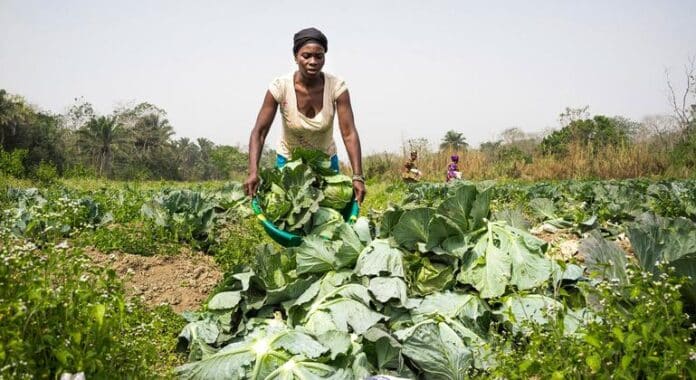 Los jóvenes de Sierra Leona demuestran que hay vida más allá de la minería de diamantes